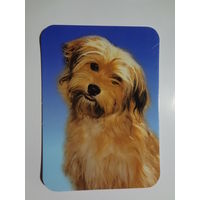 Календарик 2000 г. Собачка.