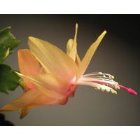 Шлюмбергера абрикосовая взрослое растение