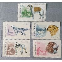 Албания охотничьи собаки 5шт