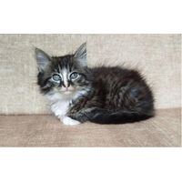 Котенок в дар