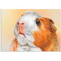 Морская свинка. Из серии "Домашние питомцы". Открытка, глянец