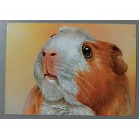 Морская свинка. Из серии "Домашние питомцы". Открытка, глянец