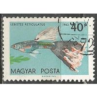 Венгрия. Тропические рыбы. Гупии. 1962г. Mi#1822.