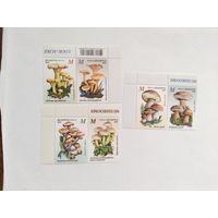 Беларусь  2024  6 м грибы