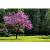 Церсис ( Церцис ) Багряник Канадский (Медонос) Саженец ЗКС 2 года - 20 см.