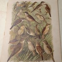Славка завирушка. Пеночка-пересмешка. Крапивникъ... Литография СПБ. Энциклопедическая гравюра конец 19века 29х21см.