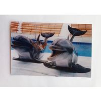 Фото из заграничного дельфинария