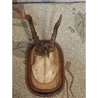 Рога косули