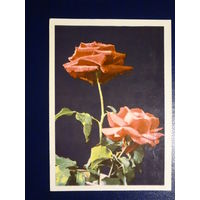 Розы.  1969 г.  подписанная.