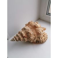 Раковина Морская, Большая