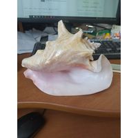 Морская раковина.