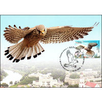Птица года. Обыкновенная пустельга 2010 год Беларусь 1 картмаксимум