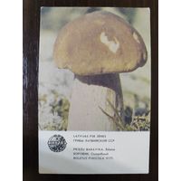 Календарик Прибалтика Боровик