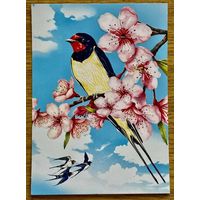 Открытка для посткроссинга "Природа России: Птицы. Деревенская ласточка" 11,5 х 15,8 см.