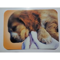 Календарик 2000 г. Спящий щенок.