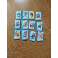 Румыния серия марок 1991 г. Птицы.