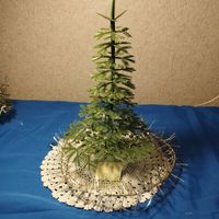 Елочка Малютка 5 елка СССР