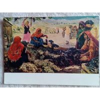 1959. Хабибуллаев. Сбор винограда