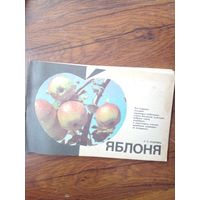 Яблоня Кудрявцев