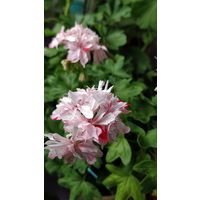 Герань цветущая звёздчатая (Cтеллар) Richard Hodgson