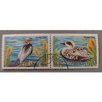 Утки. Птицы. Узбекистан, 2006