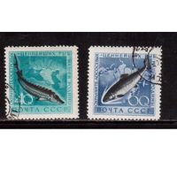СССР-1959, (Заг.2246-2247)  гаш.(с клеем)  ,Фауна, Рыбы