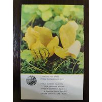 Календарик Прибалтика Отидея Ослиная