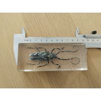 Жук усач. В искусственном стекле