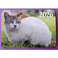 Кот. Календарик, глянец, 2026.ТРАСКО