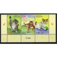 Таджикистан 2018. Фауна Кошки(484)