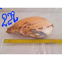 Ракушка большая океанская 1960-х годов  ссср,