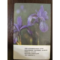 Календарик Прибалтика Касатик