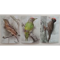 Дятлы. Птицы. Открытки, глянец