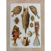 О-11. ПОДПИСАННАЯ ОТКРЫТКА. ГЕРМАНИЯ. РЫБЫ. РЫБАЛКА.