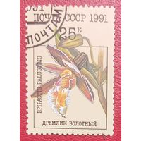 СССР, 1991 г., флора, дремлик болотный