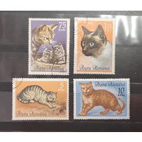Румыния. 1965 год. Фауна. Кошки (661)