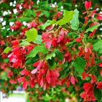 Клен Татарский, морозостойкий, декоративный, медонос, бонсай, живая изгородь.