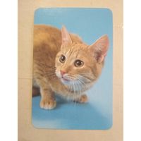 Карманный календарик. Кошки . 1996 год