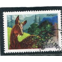 СССР 1975.. Фауна. Кабарга