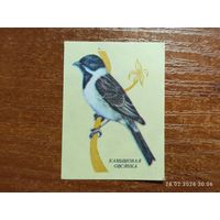 Спичечная этикетка Камышовая Овсянка