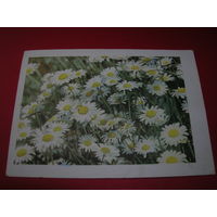 Ромашки Богданов 1964 год подписана