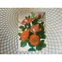 Открытка СССР 1983 год.   Чистая. И.Дергилев . Состояние на скане.