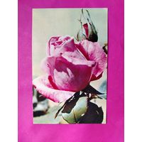 Розы. Чистая. 1976 года. Фото Матанова. 2585.