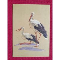 Аисты. Колозян 1958 г. Чистая. Кр1.