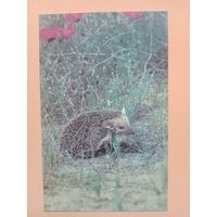 Открытка 1985