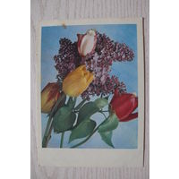 Костенко Г., Сирень, тюльпаны; 1967, чистая, ДМПК.