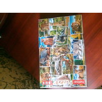 Пазл Дикие кошки 1000