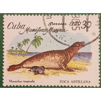 Куба 1980. Фауна. Foca Antillana. Марка из серии