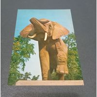 Открытка "Слон" Германия