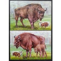 Беларусь 2024 КМ Европейский зубр.